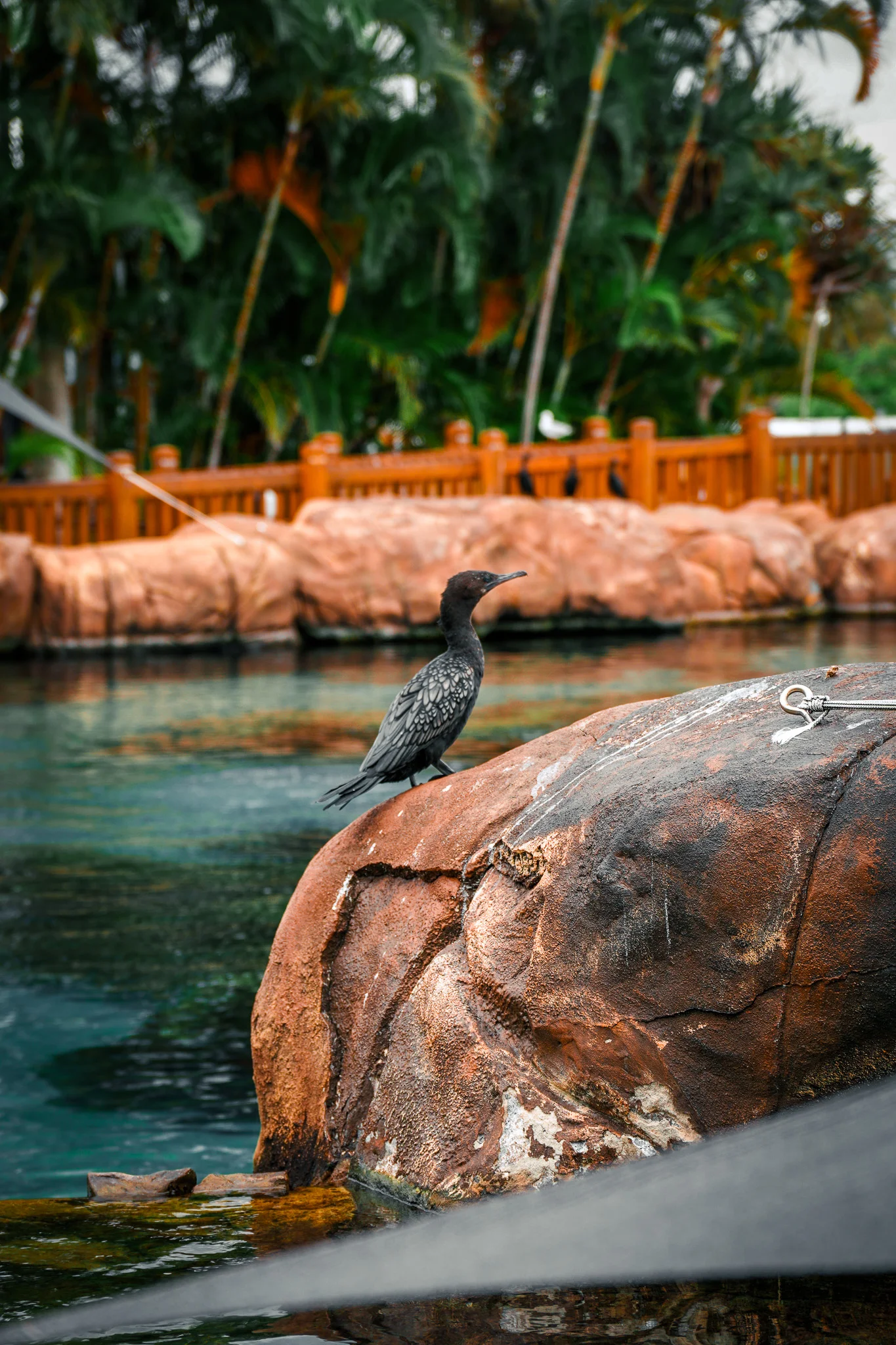 Gold Coast, Australia photo 16