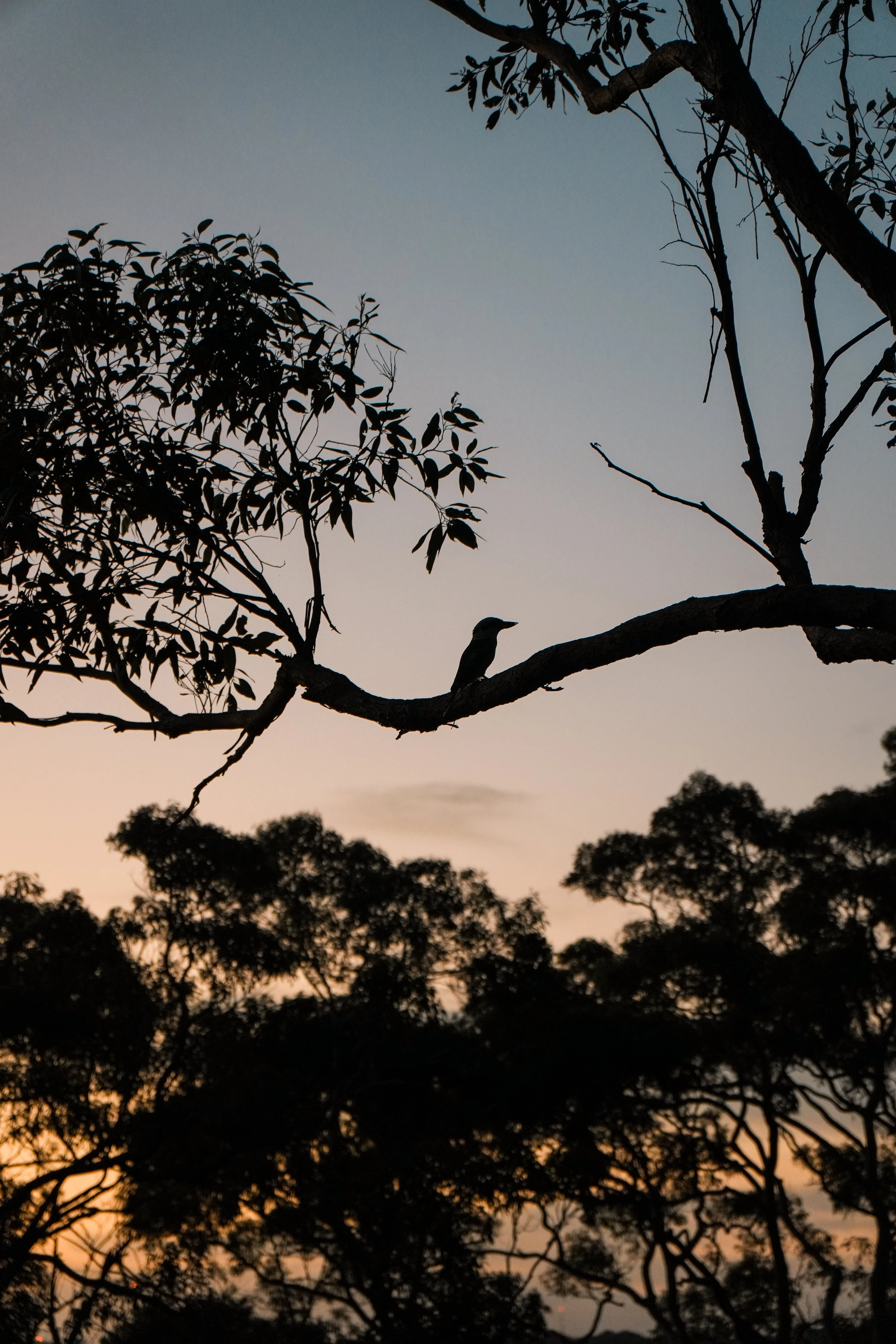 Sydney, Australia photo 1
